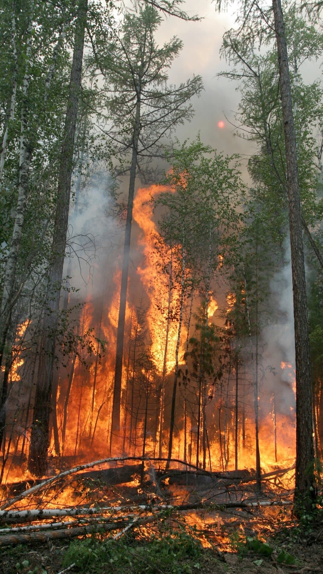 Active wildland fire moving through forest